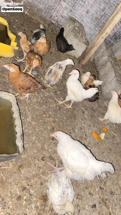 دجاج عماني 4
