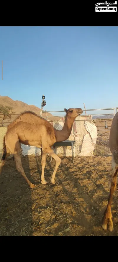 جعود انتاج ركض 2