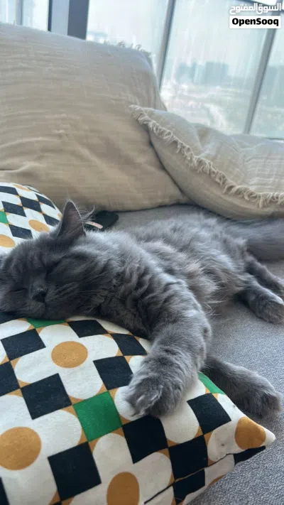 Persian-short hair mix female 10 months 3