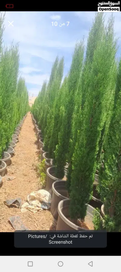 اقوى العروض على مستوى المملكه..... اشجار سرو توتم ايطالي نخب اول....شجر معبي يا أخوان ...بسعر العرض 4