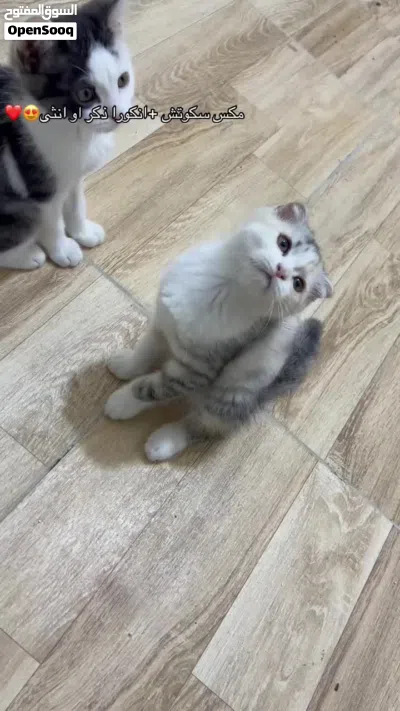 مكس سكوتش+ انكورا 4