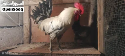 دجاج فيومي فضي الأصلي خط اول للبيع ديج و دجاجه بياض واضح بالصوره بس انه ابيعك كاطع 2