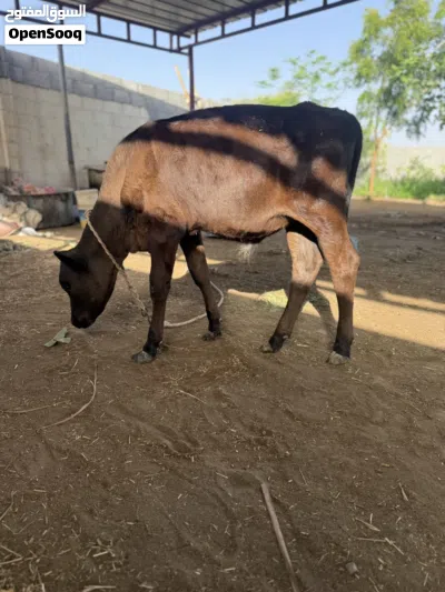 عجل نمساوي للبيع 2