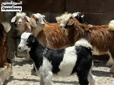 جدايه و سخلات ماشاءالله 2