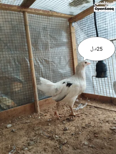 undefined 4