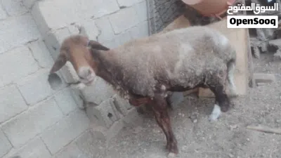 نعجة للبيع كراعاه مقسوسه نعجة تسمين او دبح 2