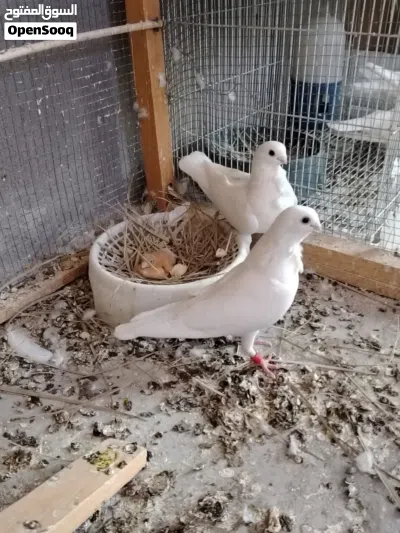 زوج أرافل قجم جواهن فرخ 2