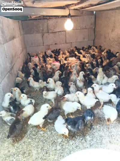 صوص دجاج بلدي 2