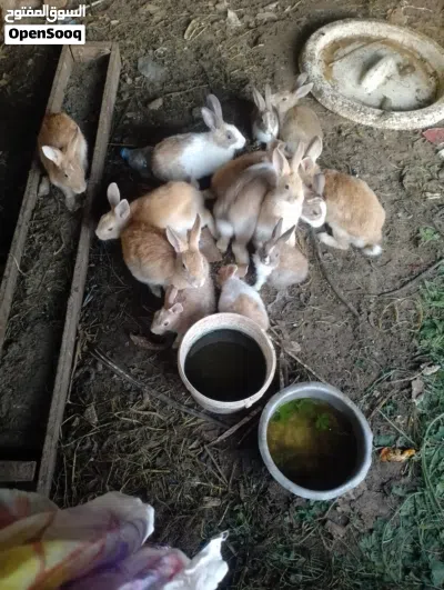 omani rabbits for sale 3