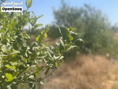 ارض بمساحة 3 هكتار علي الطريق الرئيسي في سوق الاحد ترهونة 3