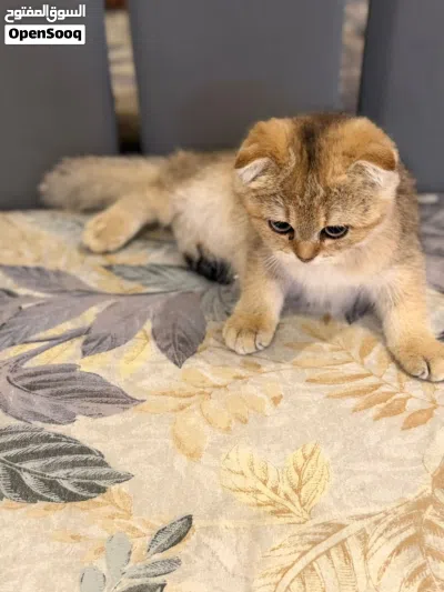 Scottish fold kitten 3