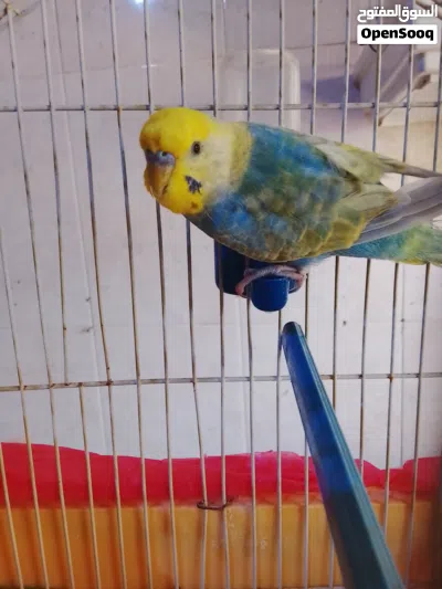ذكر بقلينو رينبو مخوص الله يبارك للبيع طرابلس 4
