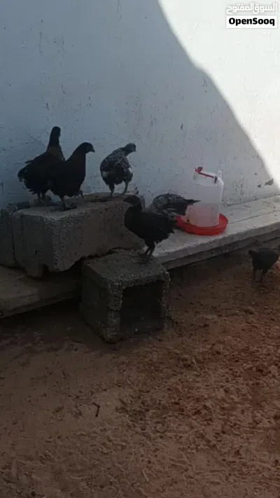 كوبيا ارانب ذكر عربي 3