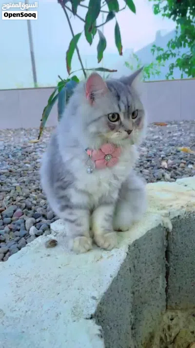 قطه شيرازيه 2