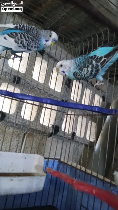 طيو حب وجنة شغالات للبدل على جوز كوكتيل 4