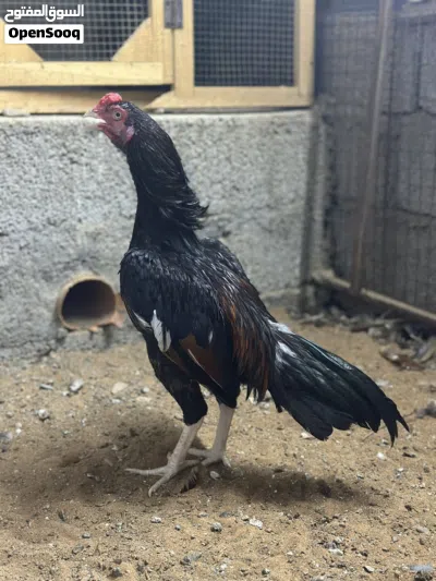 زوج ميوالي بيور زيرو سايز 2
