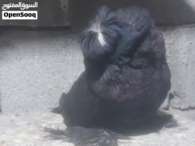 إناث بخارى فووول 4