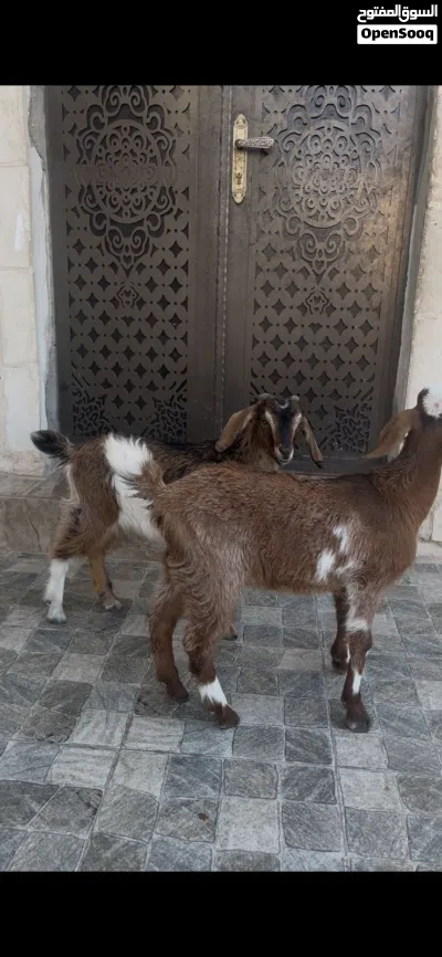 سخله وجدي نحب 2