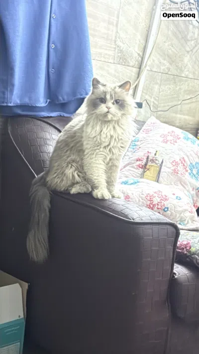 نثيه هملايه رصاصي الصحه تخبلل 2