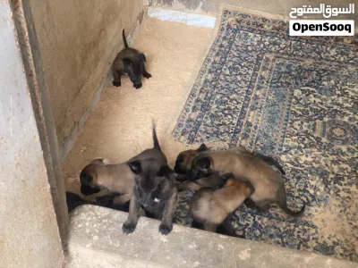جراو مالينوااا 2