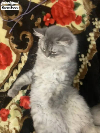 Persian cat cute 2