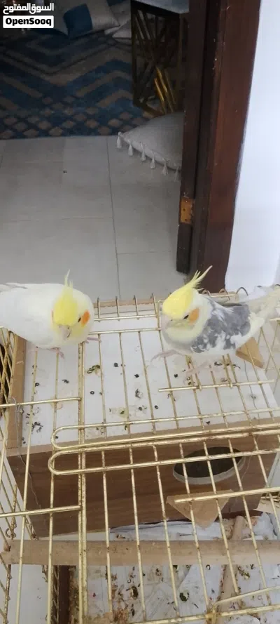 جوز طيور الكوكتيل للبيع 2