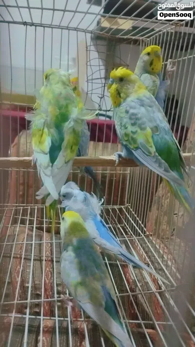 فناجس جامبو وطيور الحب رينبو اقره الوصف 3