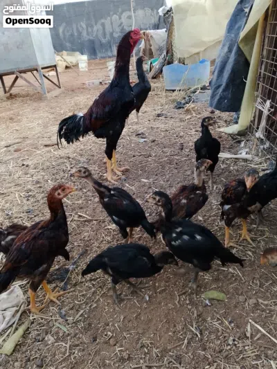 صيصان باكستاني اصلي حبه ب 8 دنانير 2