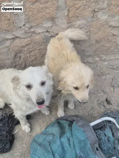 زوج كلاب امريكي للبيع عرررطه 2