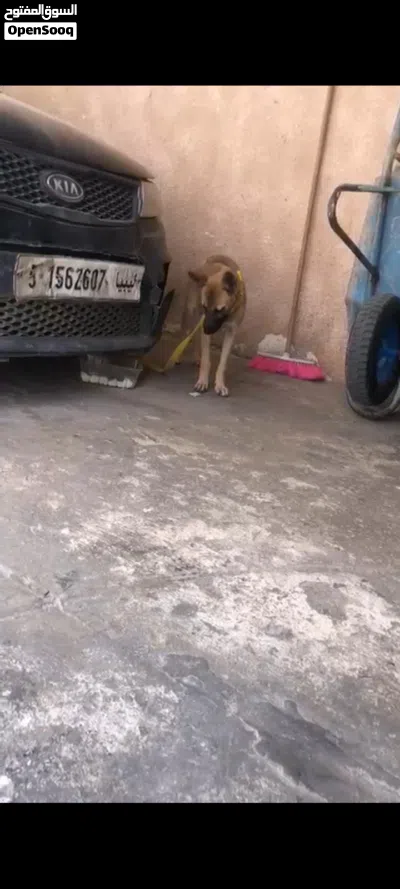 كلب ميلنوا 2