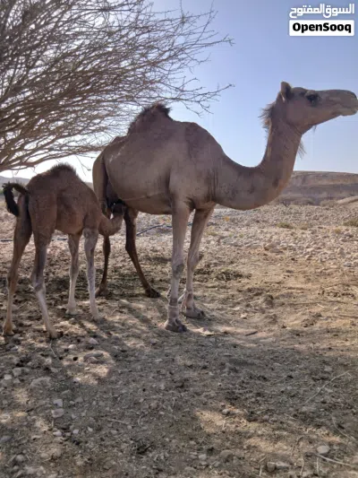 للبيع ناقه تحتهابكره بنت شهر 3