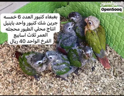 للبيع ببغاء كنيور اقرا الوصف مهم 2