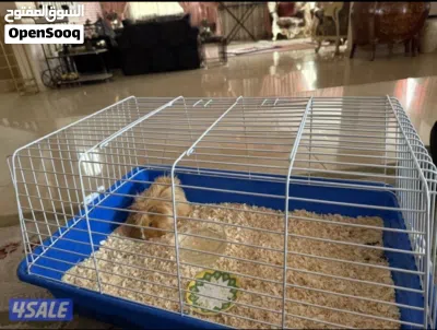 غيني بق Pig Quinea 4