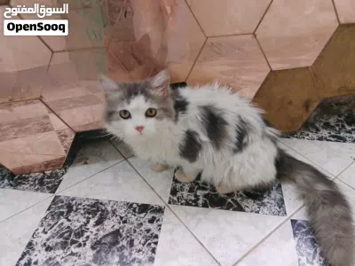 3 قطط للتبني في المنيل 3