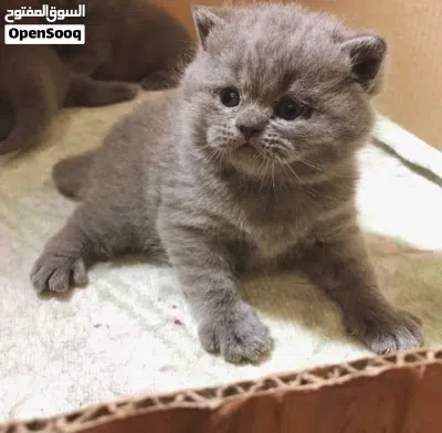 Scottish fold blue 3