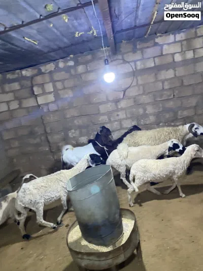جديان للبيع 2