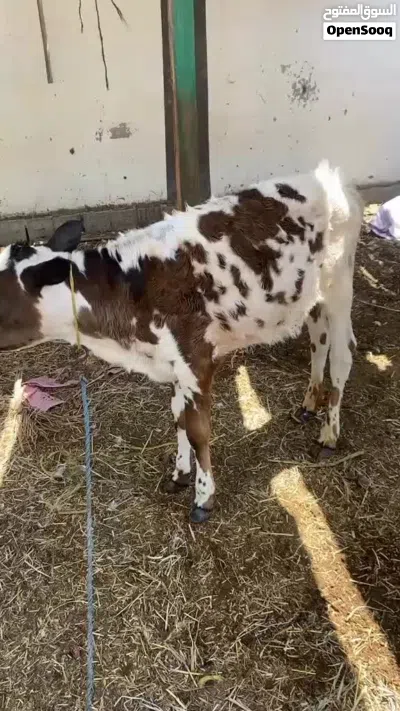 عجل للبيع سعر مناسب 2