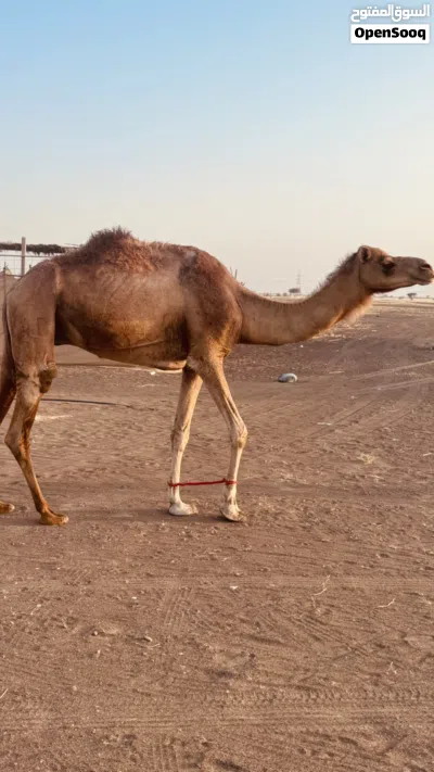 قليصة طيب طبيع 3