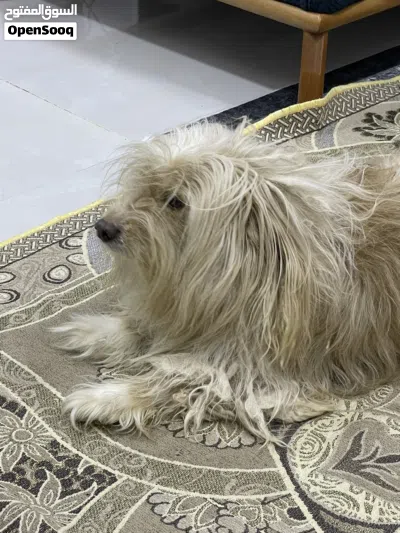 كلب زينه للبيع 3