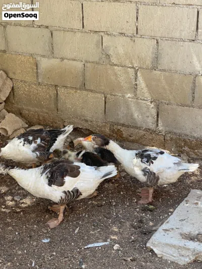 اوز بصحه جيده جدااا 3