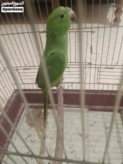 ببغاء دره مع قفص 2