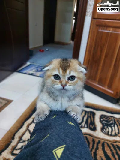 سكوتش فولد انثى للبيع 2