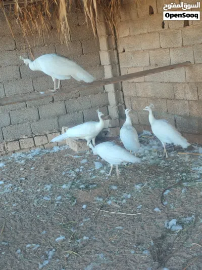 طاوس ابيض 3ذكوره و3اناثي العمر سنه ونص 3