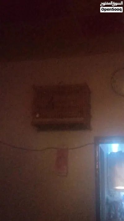 بلبل وحشي خام ابيعه اول فتحه له 2