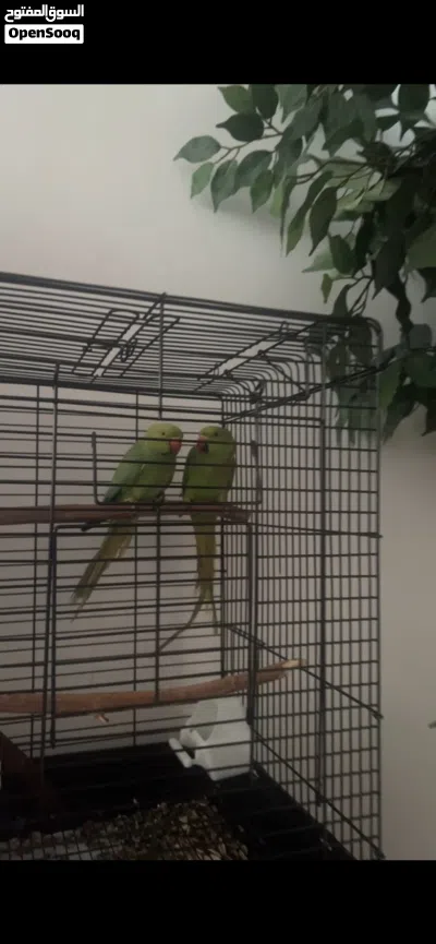 ببغائين دره للبيع مع قفص green idian green parrot pair 4