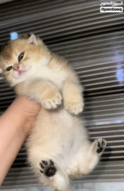 سكوتش فولد 2