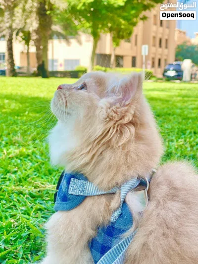 simba available now 2