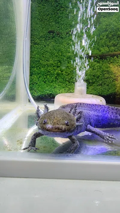 Axolotl for Sale – Complete Setup Included 4