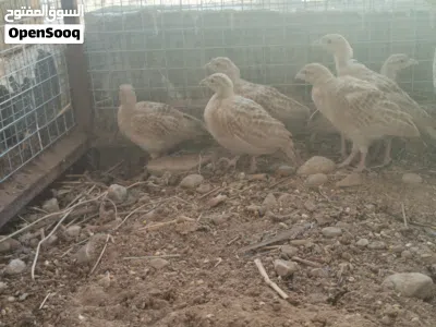 فراخ صفارد باكستانيات ذكر وانثى فقط 3