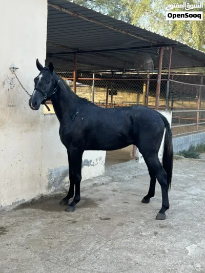 حصان للبيع 4